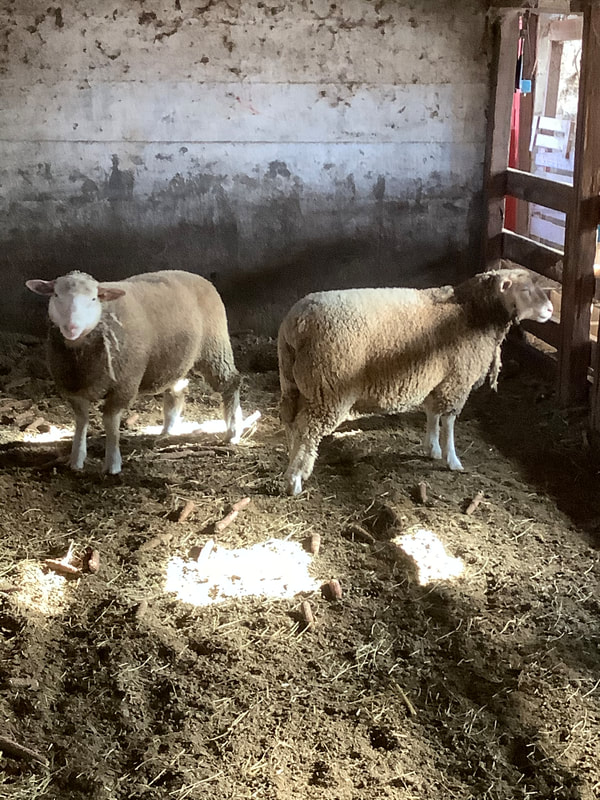 2021 Ile-D-France ram lambs #2320 & #2303.