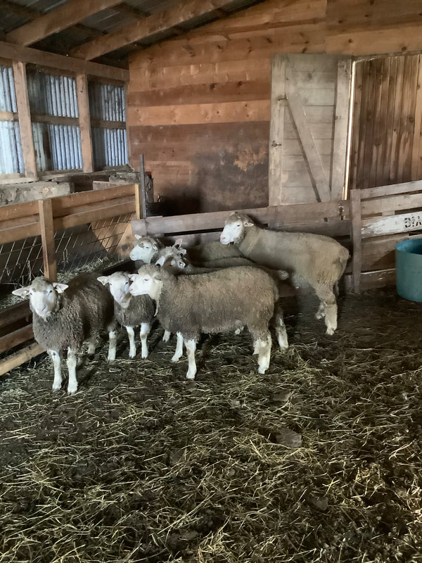 Ile-De-France yearling ram #348 with May born ewe lambs.