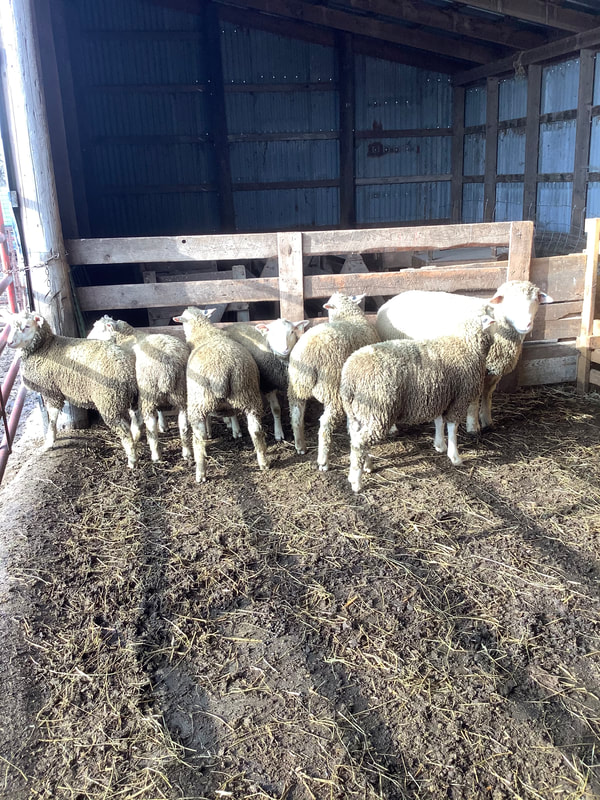 2021 Ile-De-France ewe lambs.