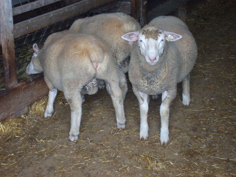 2021 IDF ram lambs