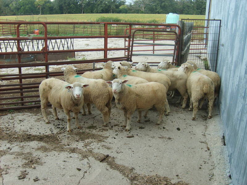 1 & 2 year old ewes imported from Canada.