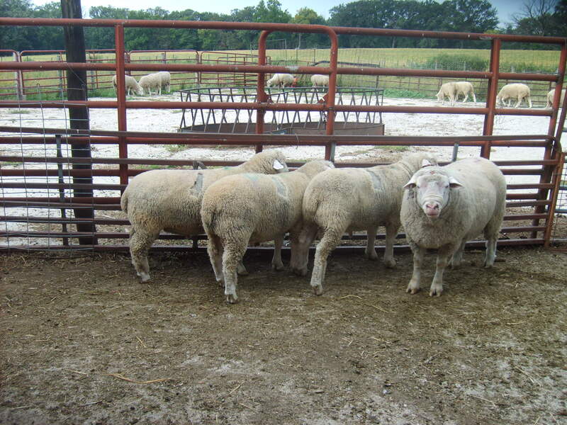 50H ram and 3 ram lambs imported from Canada.