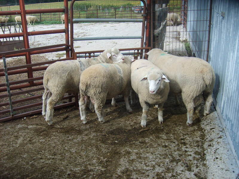 50H ram and 3 ram lambs imported from Canada.