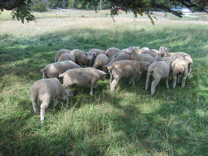 Ewe lambs imported from Canada.