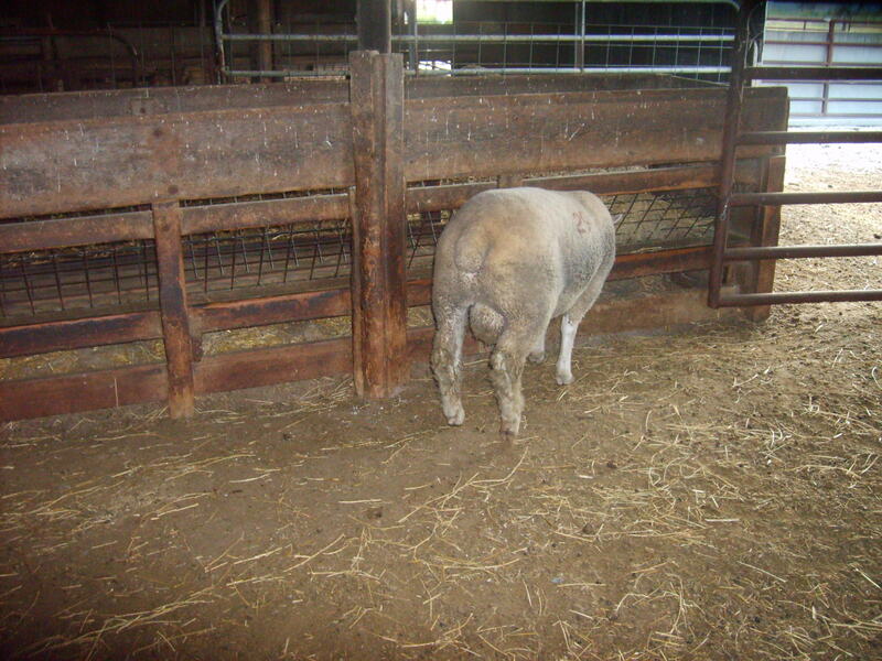 Todd 29K ram lamb imported from Canada.