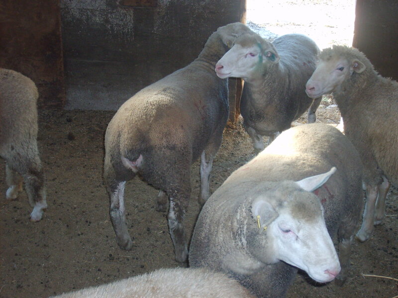 Todd 16K, 21K & 30K ewe lambs imported from Canada.